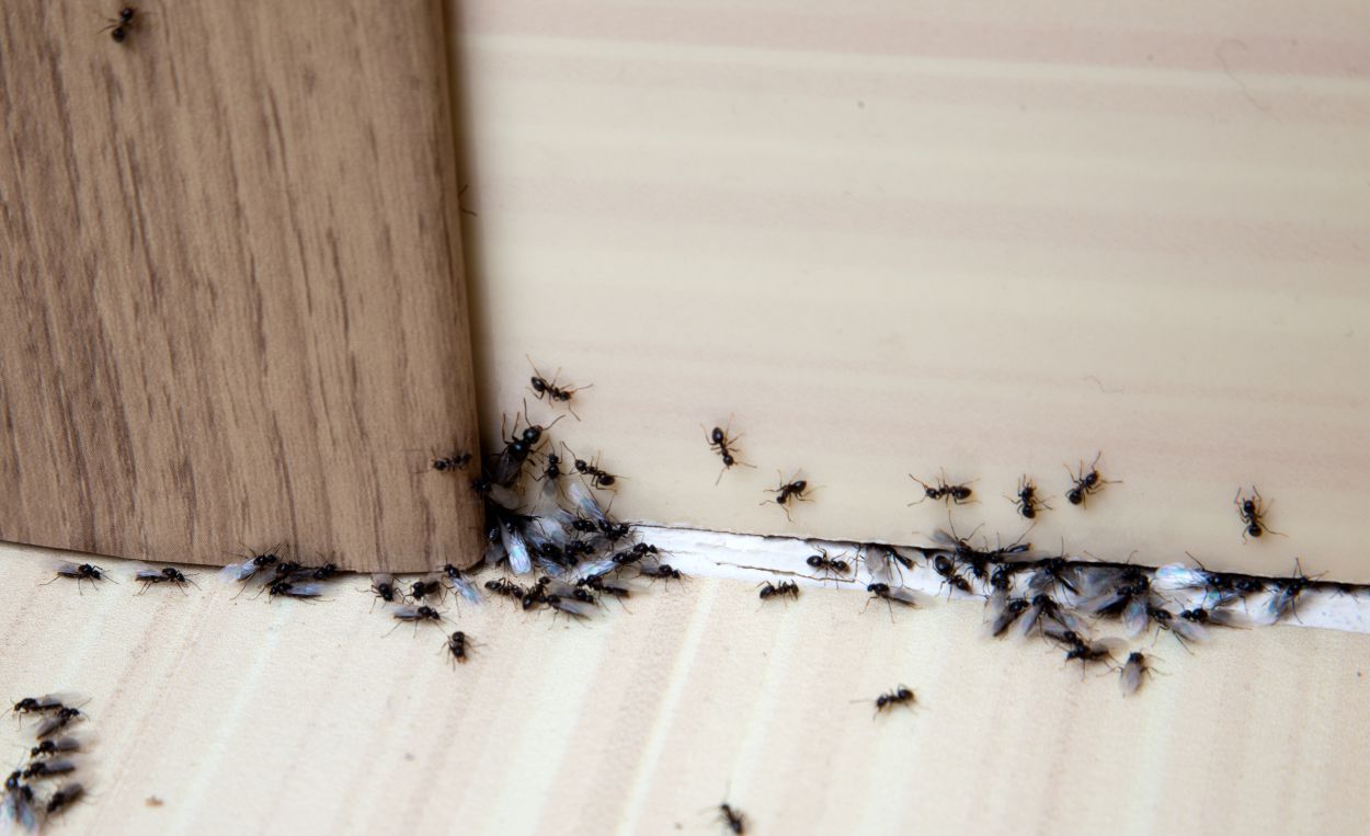 Last van mieren?